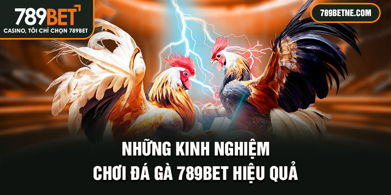 Những kinh nghiệm chơi đá gà 789Bet hiệu quả