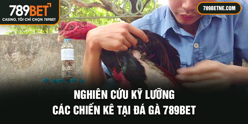 Nghiên cứu kỹ lưỡng các chiến kê tại đá gà 789Bet